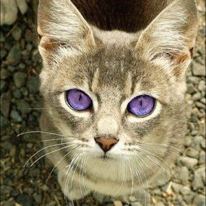 Meet your Posher, Denise l.